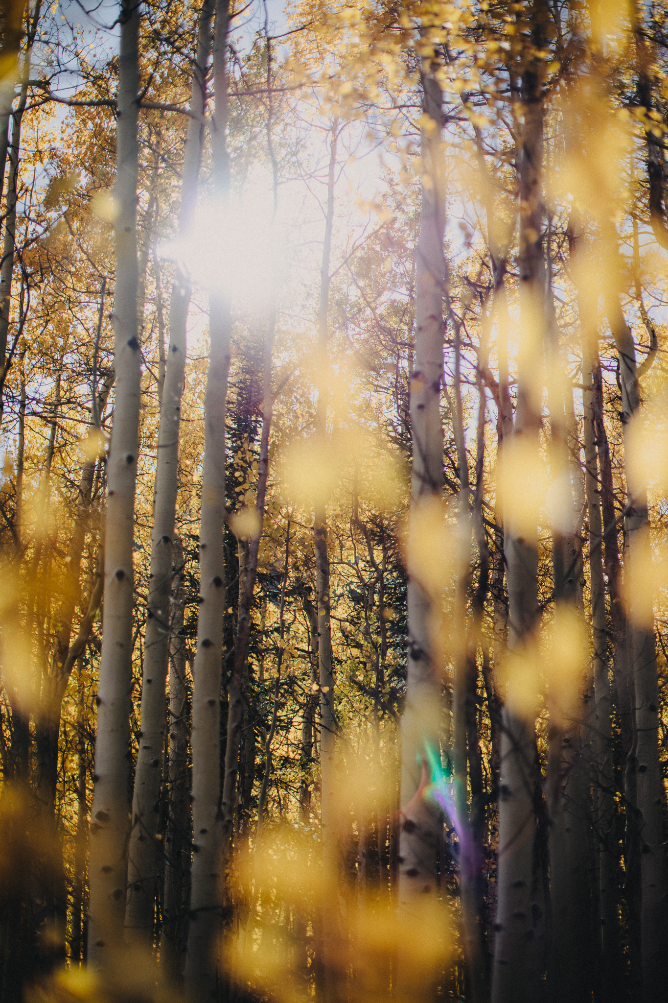 Rachael Elvin S Aspen Wedding Lone Oak Studios
